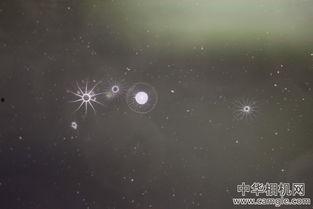 浮游照片,浮游生物的微观世界掠影